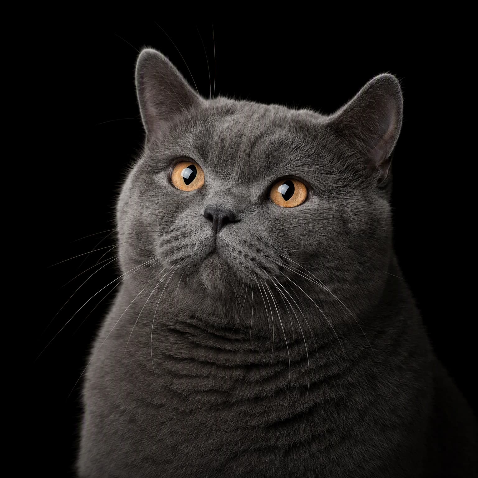 A gray British Shorthair cat turned toward the viewer with a gently lifted gaze